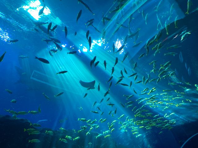 Atlantis is calling